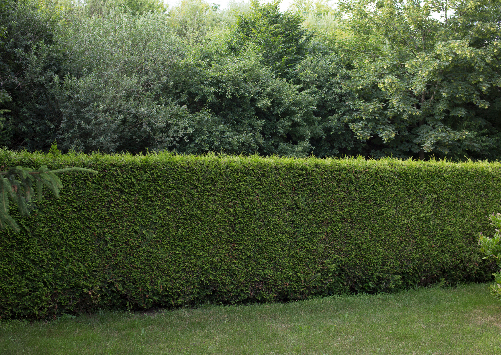 Création de haie paysagère sur mesure pour délimiter et structurer un jardin