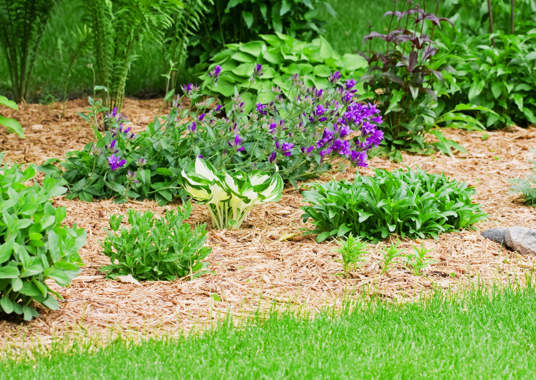 Paillage naturel en copeaux pour massif de jardin limitant l’entretien et conservant l’humidité du sol
