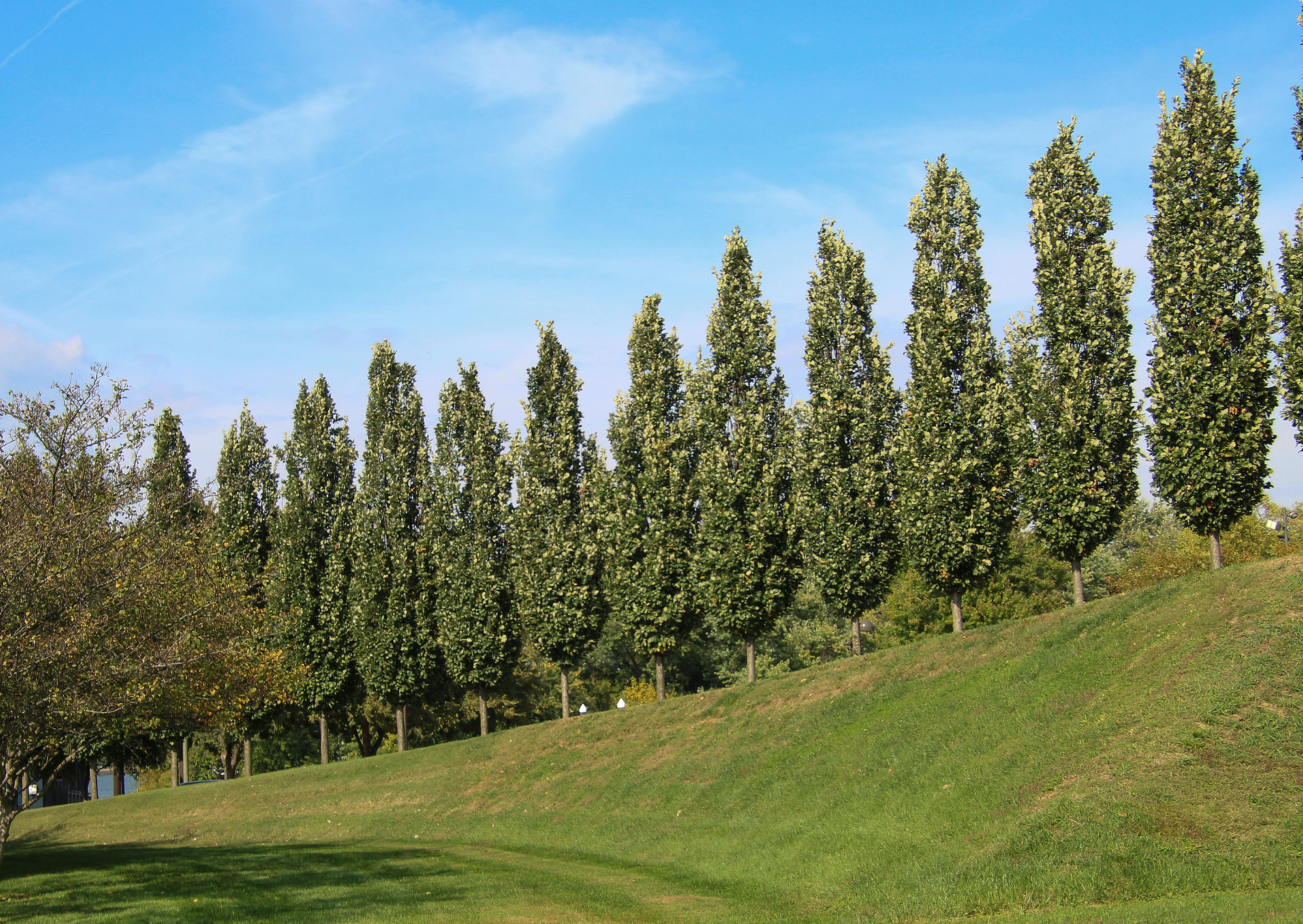 Plantation d’arbres d’alignement pour créer des zones d’ombrage et structurer un aménagement extérieur