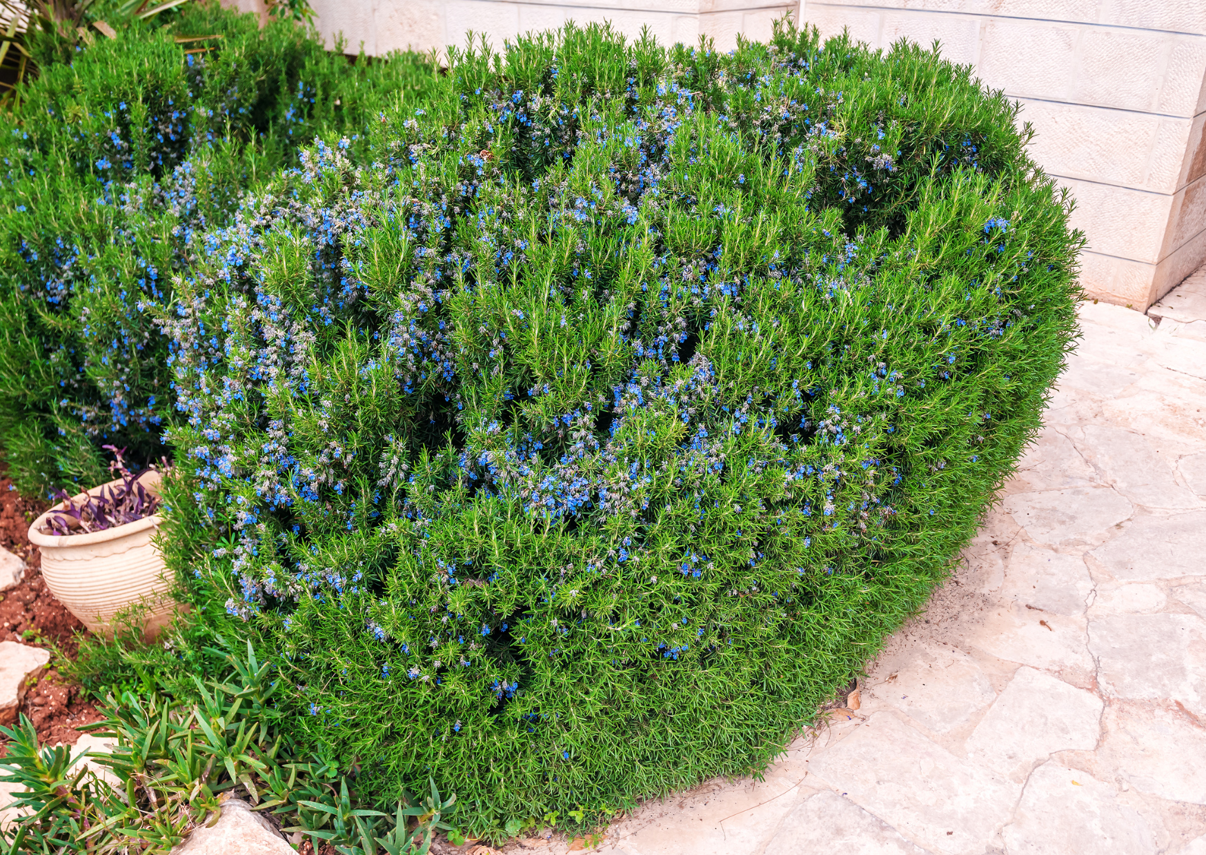 Massif de romarin méditerranéen résistant à la sécheresse pour aménagement de jardin durable
